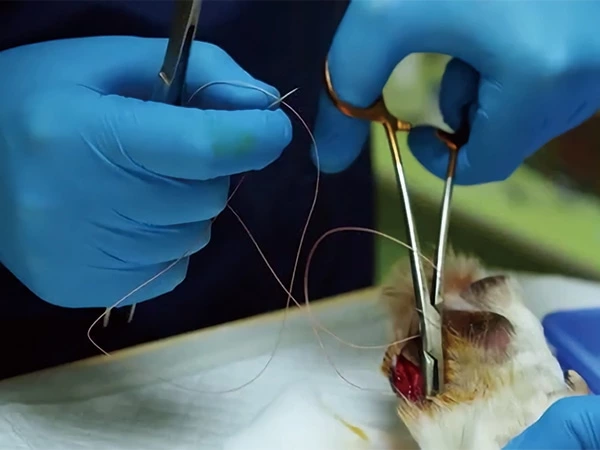 Veterinary & Dental & Medical & Ophthalmic
