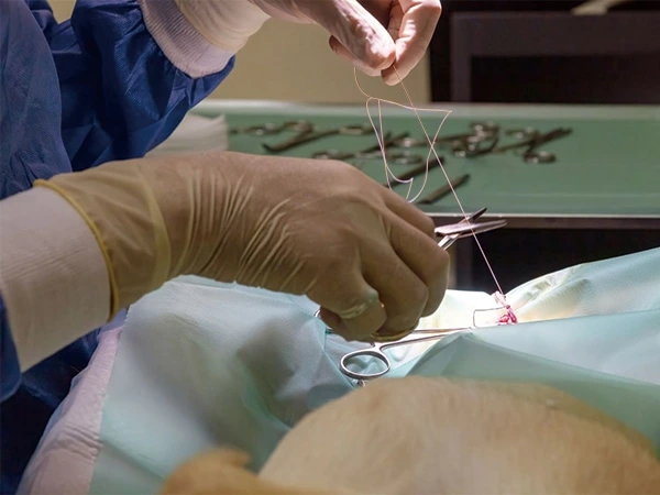 Veterinary & Dental & Medical & Ophthalmic